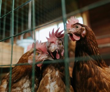 Technologia woskowania drobiu wodnego – jak uzyskać perfekcyjne wykończenie tuszki bez uszkodzeń skóry?